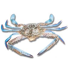 Blue Crab Sticker Vinyl Decal Realistic Maryland Car Truck SUV RV Cooler Printed picture