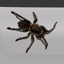 3D Spider Tarantula Realistic Tailgate Hood Window Decal Vehicle Truck Car Vinyl picture