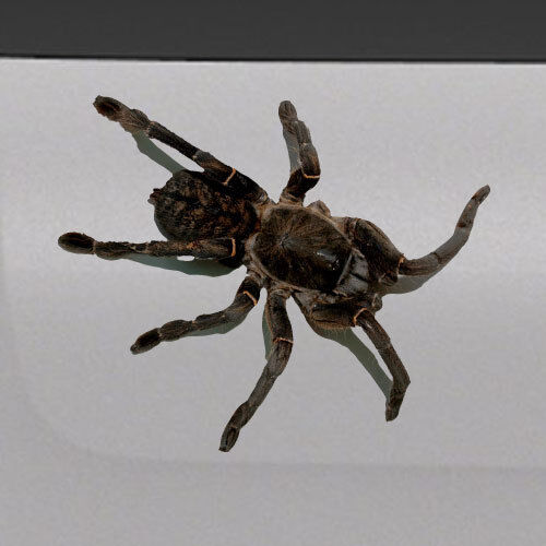 3D Spider Tarantula Realistic Tailgate Hood Window Decal Vehicle Truck Car Vinyl