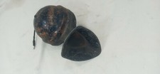 Vintage Schwartz Model 428 6 Volt Horn     -  M385 picture